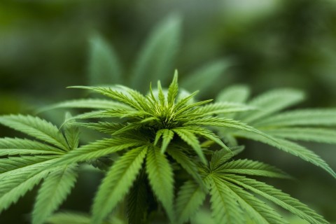Cannabiskonsum: Trends, Hintergründe und Erziehungstipps