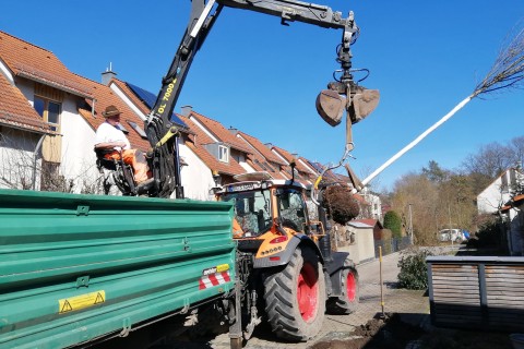 Über 200 neue Bäume für Bamberg